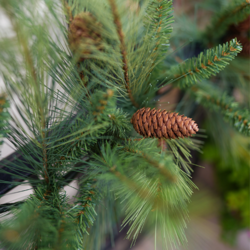 9' Georgia Pine Garland (Set)